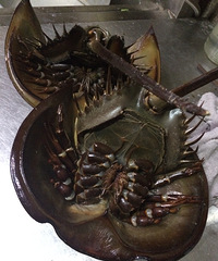 �Ի��ǣ������ô�պó���