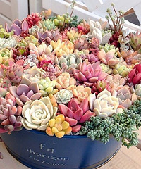 [ע�⿩]�������찮˯�� ιһ���ˮ�͹���