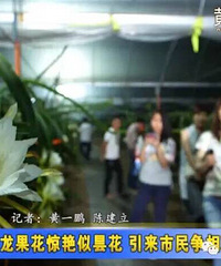"火龙果花惊艳似昙花 引来市民争相观赏"