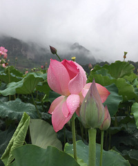 雨后荷花别样美,还有蜻蜓立上头