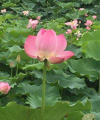 ��----�����µĺɻ������ɻ���