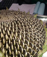 [����]ԭ���������������� ѧϰ��