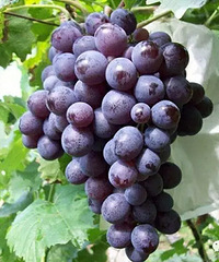 [�Ƽ�]�ٺ����Ѳ�ժ����ϣ�