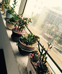 ��������NO.40��ɹɹ����ղ��