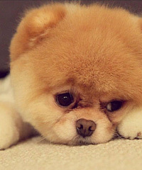 ײ��Ҫ����2000Ԫ��12�� ��Ҷ����������ô��