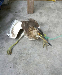 ��ɫ�ŵ����