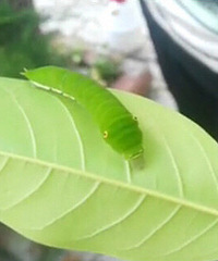 �Ǳ�����