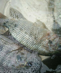 ������զ������