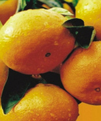 [����]��Ϊ̨���� ���ò���������Ʒ��