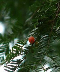 ������ƫԶ����觴�