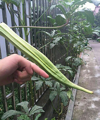 �����ô����ô��