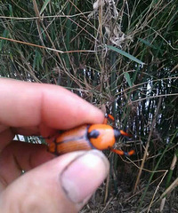 ��ʶ�������