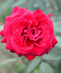 ���� С��ũׯ ������