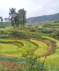 ������ɽ��Ϊ��֪������