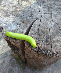 ����һ��Ұ���Ǳ�