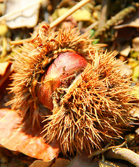 ��ĩ���С������ź���ժ���ӡ�������