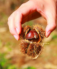 ��ĩ���С������ź���ժ���ӡ�������