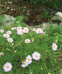 ũ���ֺ͸�ɣ������Ŷ