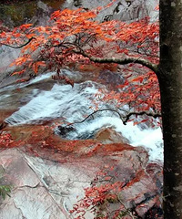 [����]�Ƽ�10���㽭��ֵ�ÿ��ķ�Ҷ������