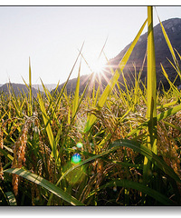 Ϧ����������