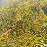 ������ʯΣ