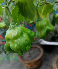 ��һ�μ�����������