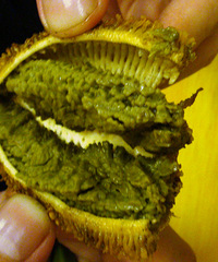 �ڰ���ʳ3������̫���Ҳ��ҿ���