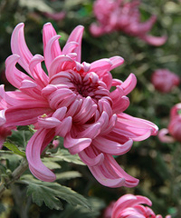 ����㳡�ľջ�չ