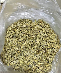 天然的断乳药——麦芽