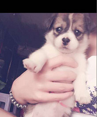 ϣ�������������ʧ�ܸ���ϣ������������