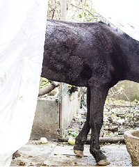 [���������¼�]�ƺ����������Ƽ�