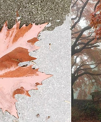 ��������NO.51��Ҷ�䶬����