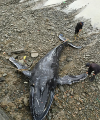 С����ǿ���������