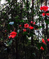 �ž黨��Ȼ������