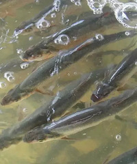 ��ʳ����֮�����ա�̫������ �~