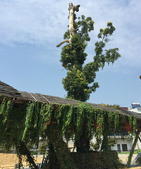 ռǡȺɽеСɽ-̨󰶴