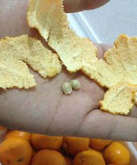 ũ�������е��� ����������ż������