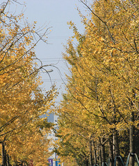 �������һĨ��