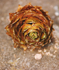 ���㼼���ﱤ��