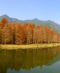 ӡ���ɼ�� ��ͽ�������С�