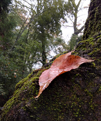 ���Ʈ��  ���缯�� ����ֱ�� ���Ǿ���