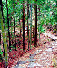 �羰̫����