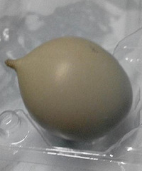 ��β�͵�Ұ����