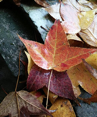 ���з�Ҷ������