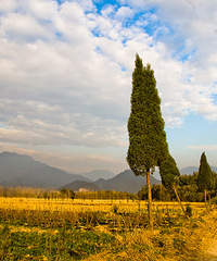 �������ռǡ� KT�ι�Ӱ�μ� ������ɽ��