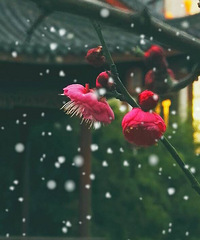 ���ҹ���