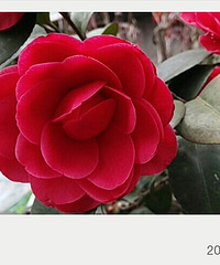 ��Щ־ͬ���ϵ���Ӱ�����ߣ�����ɾӵģ����ڷ���Լ����