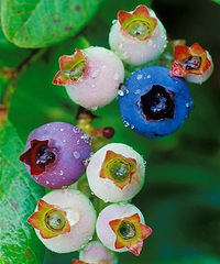 ԭ����ݮ����ô���ģ���Ư������