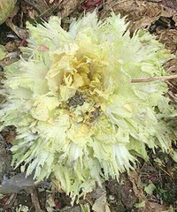 ��������NO.62����Щ�̻�����������