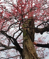 ����������÷��